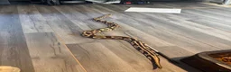 Python Snake reptiles for sale: 3 ball python  - Advert 4