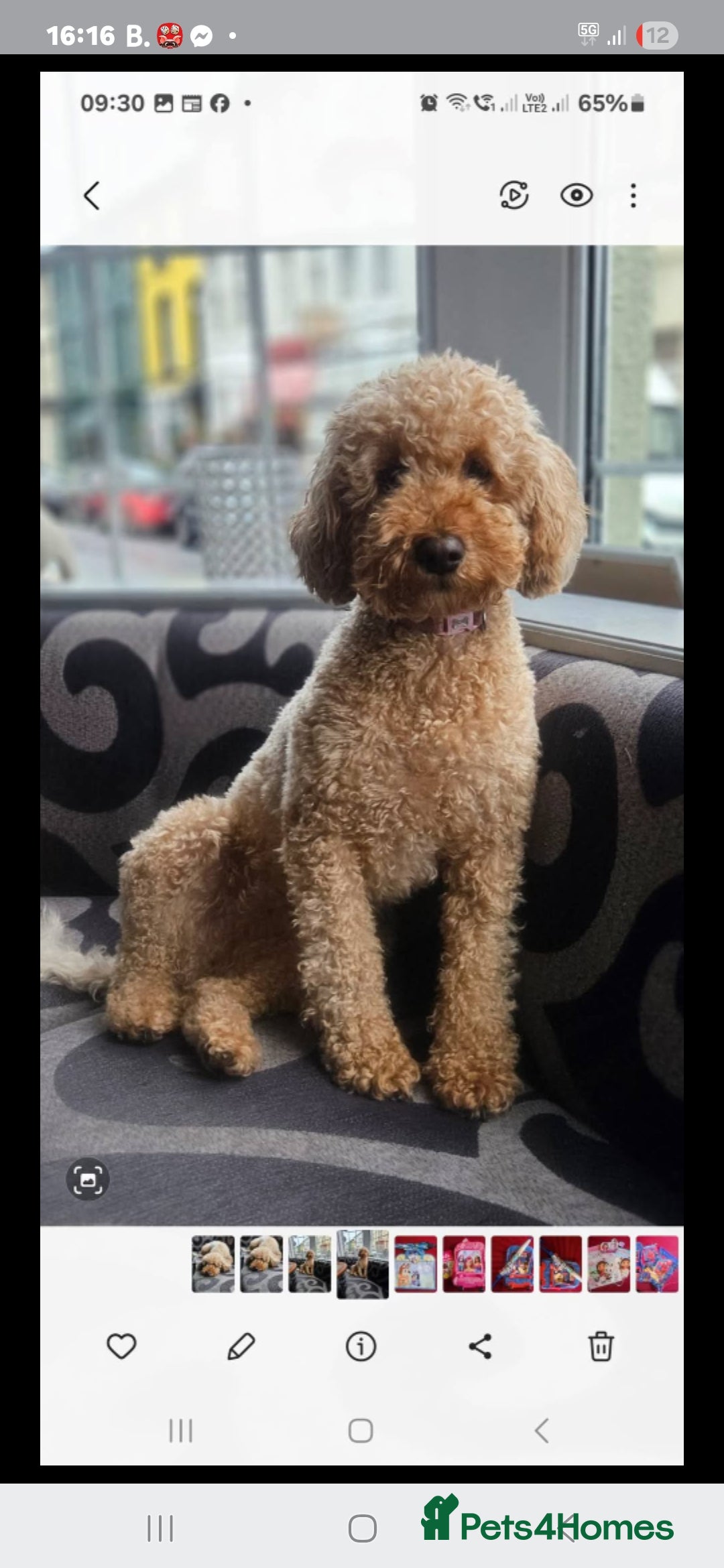 Cavapoo dogs for sale: 4 cavapoo pups  - Advert 1