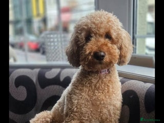 Cavapoo dogs 4 cavapoo pups - Advert 1