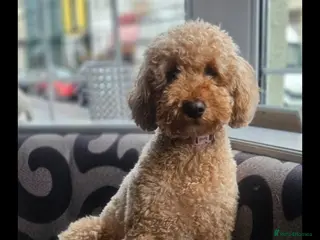 Cavapoo dogs 4 cavapoo pups - Advert 11