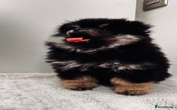 Pomeranian dogs for sale: Sweet Pomeranian Girls Black & Tan Teddy Bear Type - Image 2