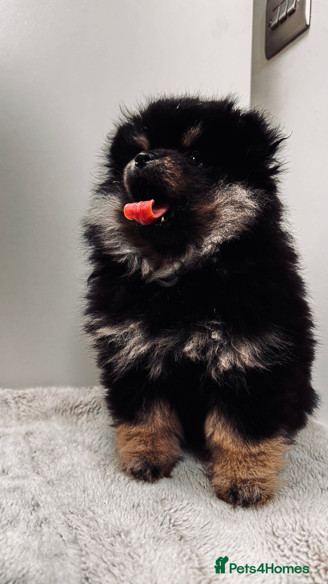Pomeranian dogs for sale: Sweet Pomeranian Girls Black & Tan Teddy Bear Type - Image 2