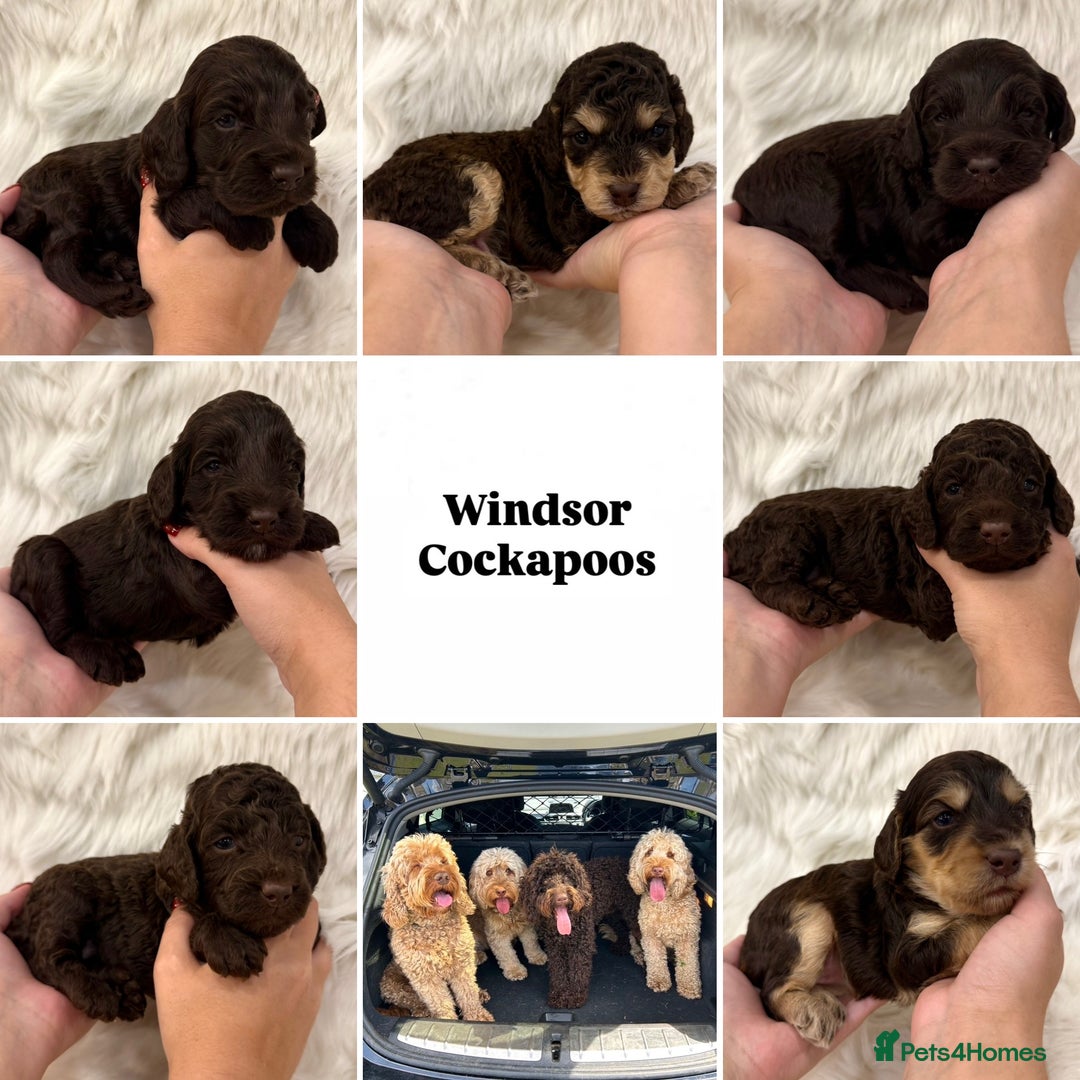 Cockapoo dogs for sale: Extensive DNA Health Tested Cockapoo Puppies 🧬 - Image 1