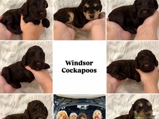 Cockapoo dogs for sale - Advert 1