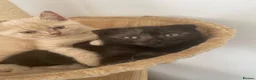 Scottish Fold cats for sale: Scottish fold kitten for sale  - Advert 4