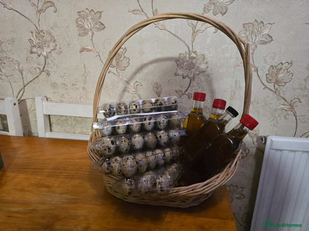 Quail poultry for sale: Quails and quails eggs  - Advert 7