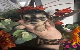 Cockapoo dogs for sale: FI STUNNING SHOW COCKERPOO PUPS  - Image 7