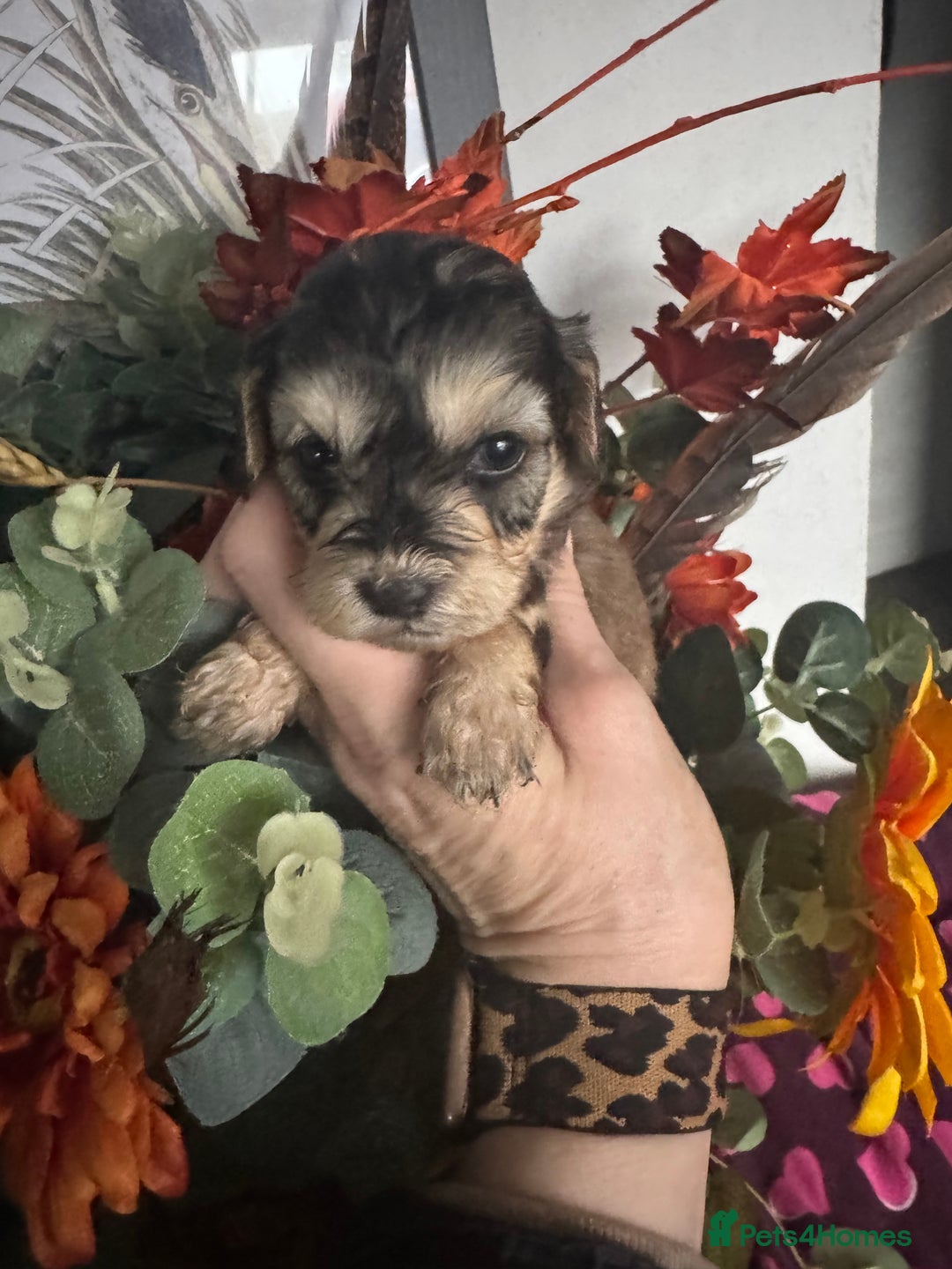 Cockapoo dogs for sale: FI STUNNING SHOW COCKERPOO PUPS  - Image 7