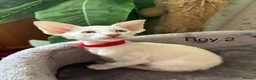 Oriental cats for sale: ✨Gorgeous Oriental Shorthair Kittens  - Advert 11