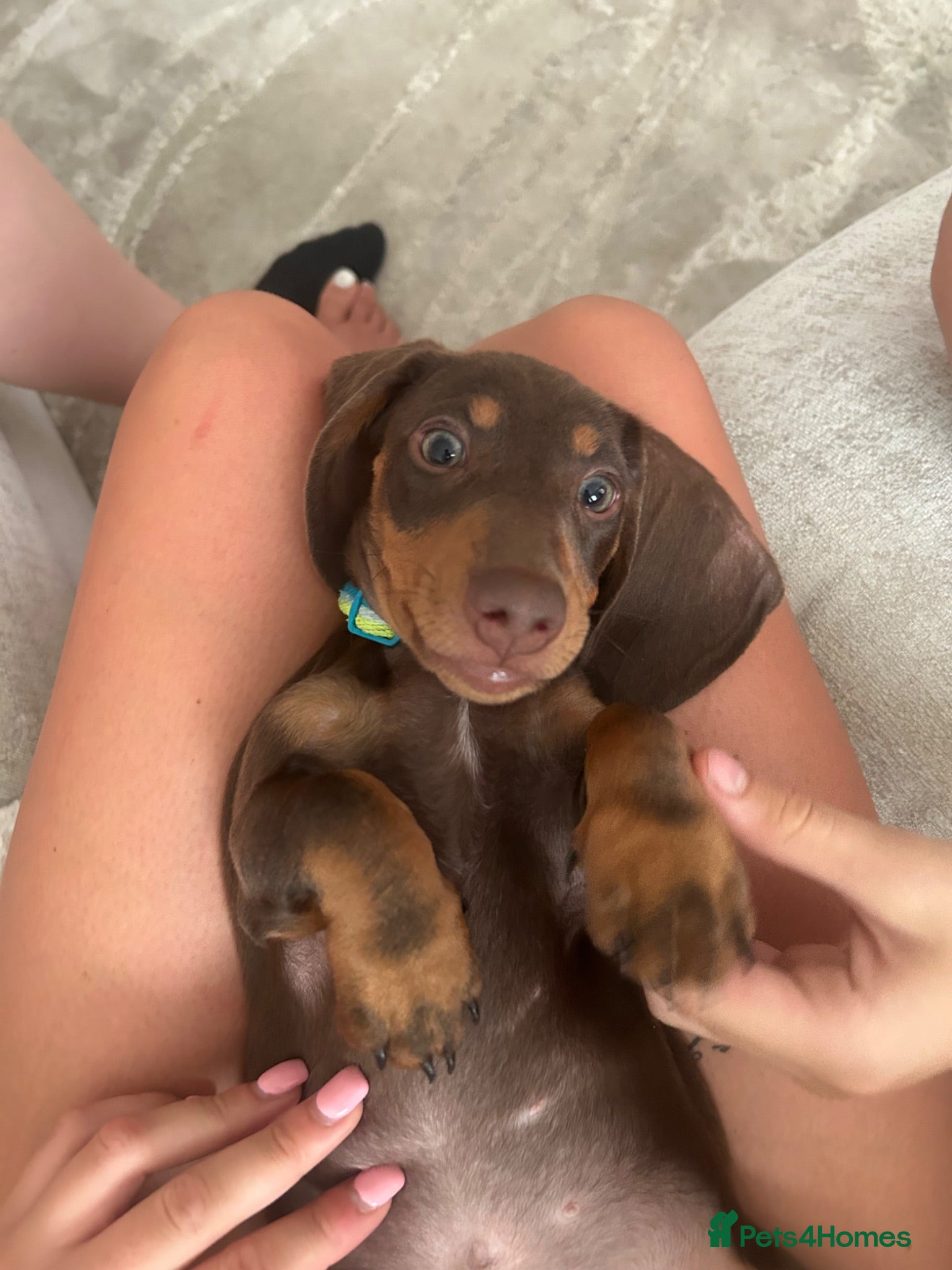 Miniature Dachshund dogs 14 week male - Miniature Dachshund  - Advert 2