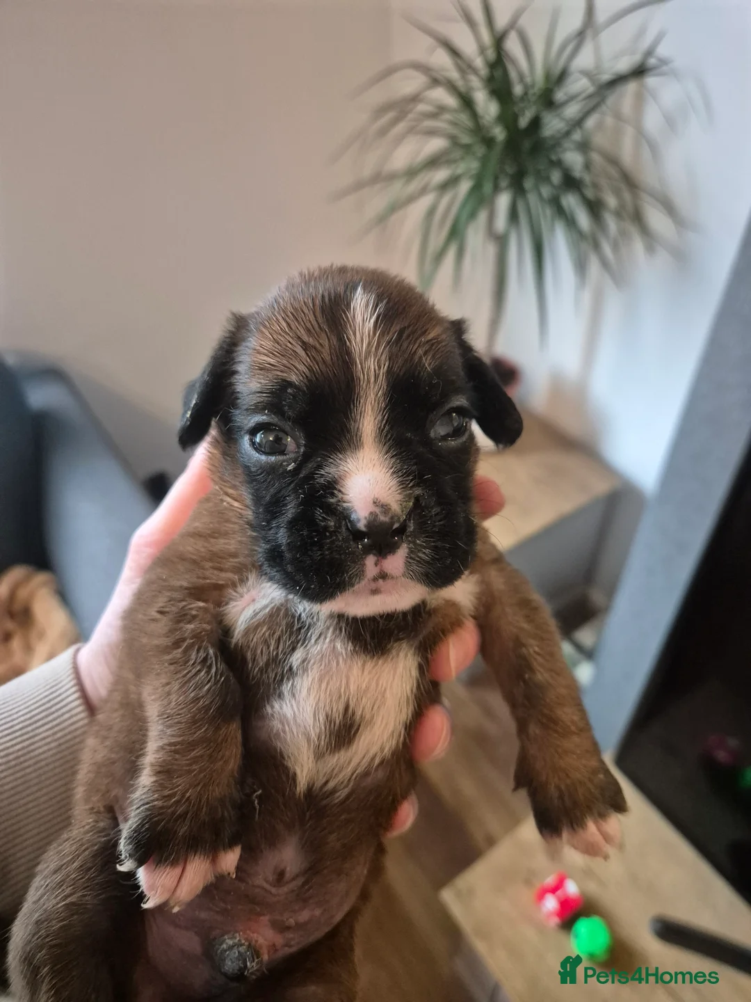 Boxer dogs for sale: STUNNING KC BOXER PUPPIES WITH CHAMPION BLOODLINES - Advert 16