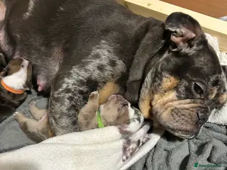 English Bulldog dogs Red and white bit merl marking - Advert 6