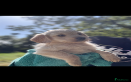 Labradoodle dogs for sale: 🐶 Labradoodle puppies for sale 🐶 - Image 5