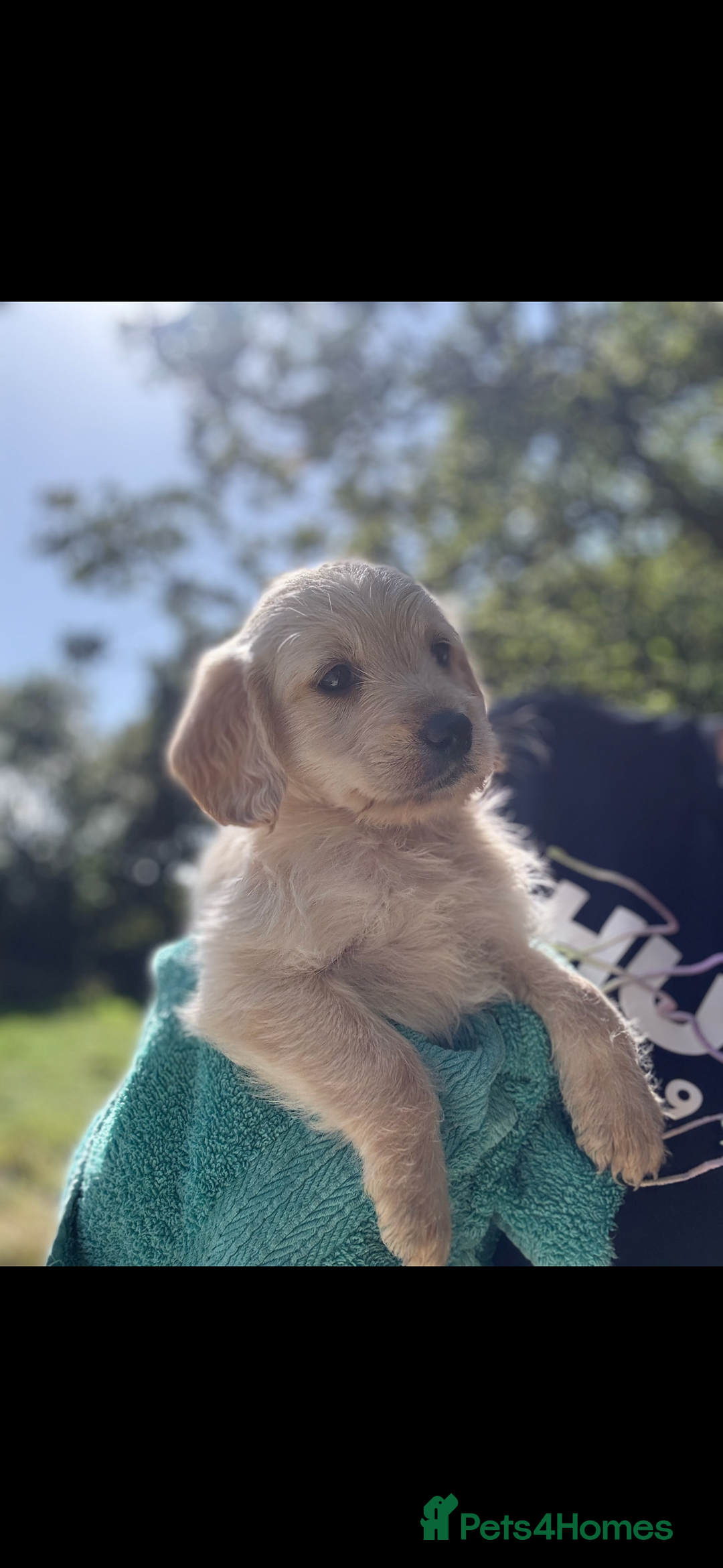 Labradoodle dogs for sale: 🐶 Labradoodle puppies for sale 🐶 - Image 5