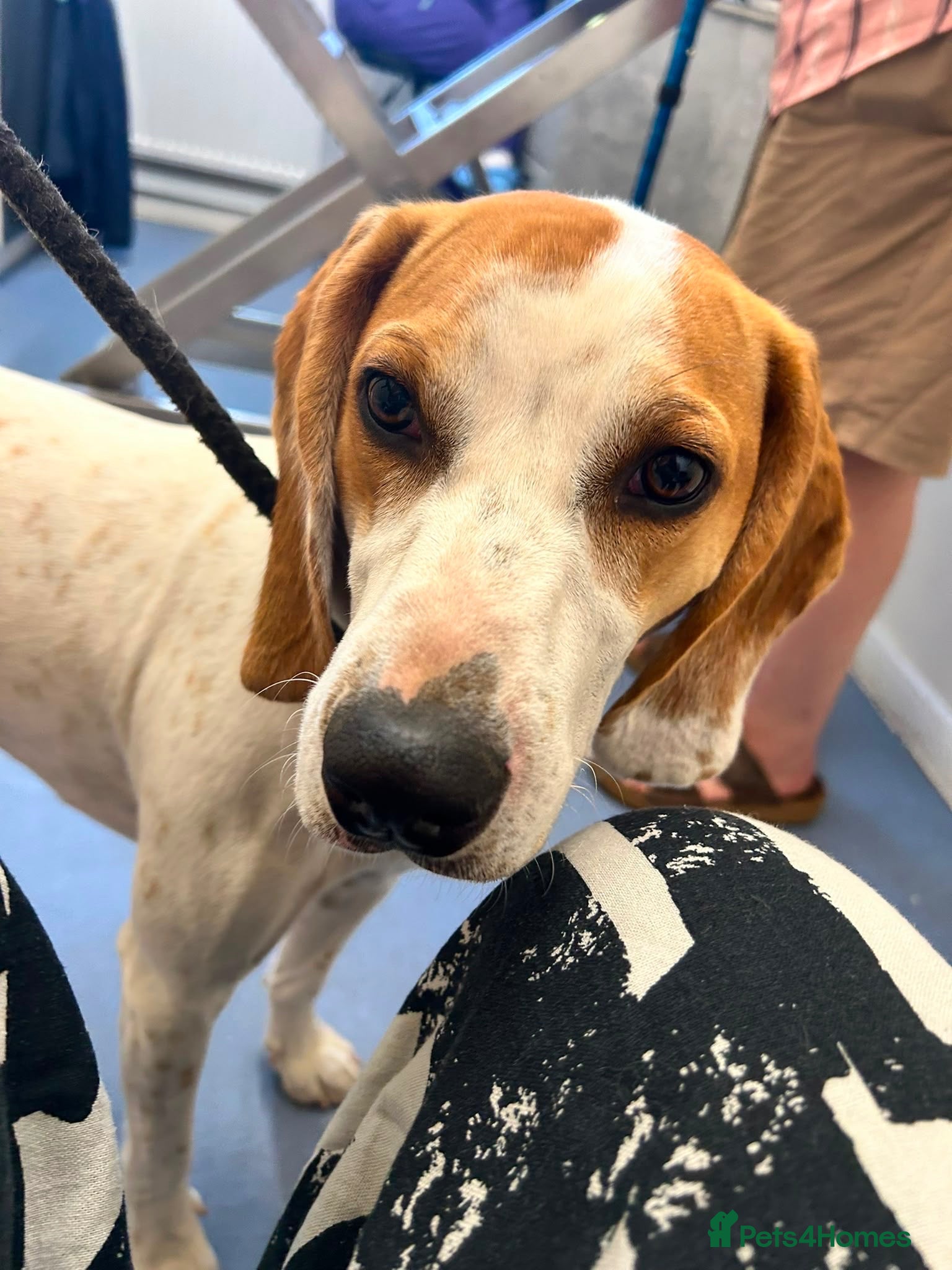 Mixed Breed dogs Lucky, dream boy beagle cross pointer 1 years old  - Advert 4