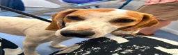 Mixed Breed dogs for adoption: Lucky, dream boy pointer 1 years old  in Nottingham - Advert 7
