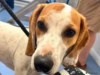 Mixed Breed dogs Lucky, dream boy beagle cross pointer 1 years old - Advert 4