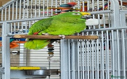 Parrots birds for sale: Yellow headed amazon  - Image 3