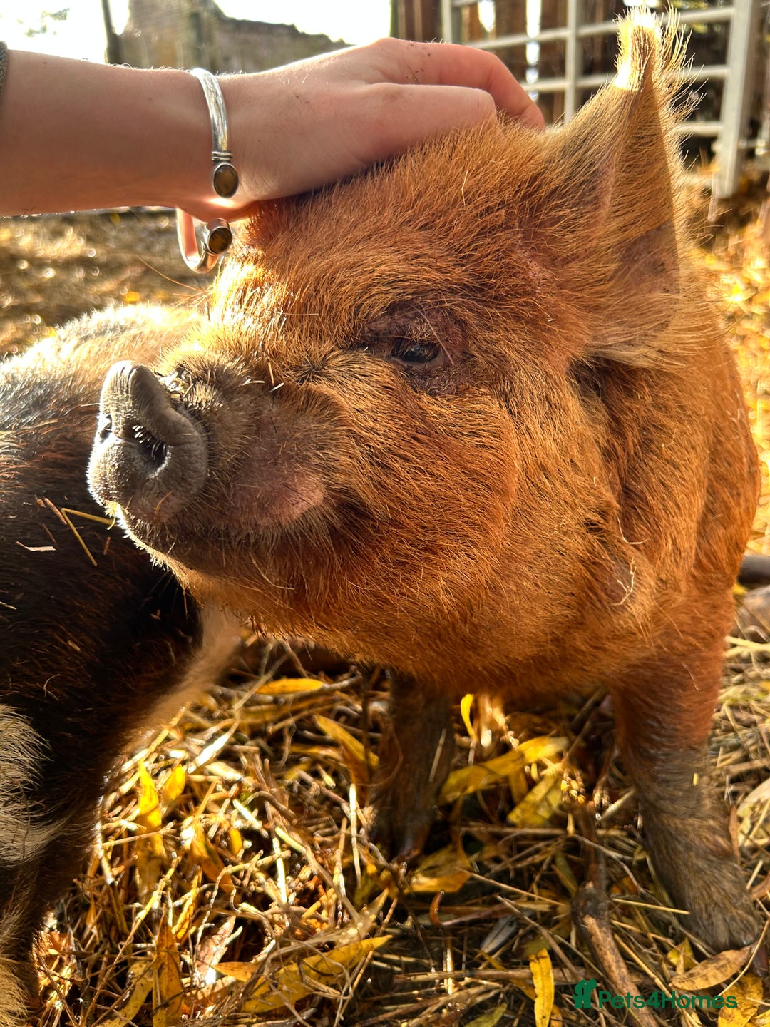 Pig livestock for sale: Mixed KuneKune Pigs - Advert 3
