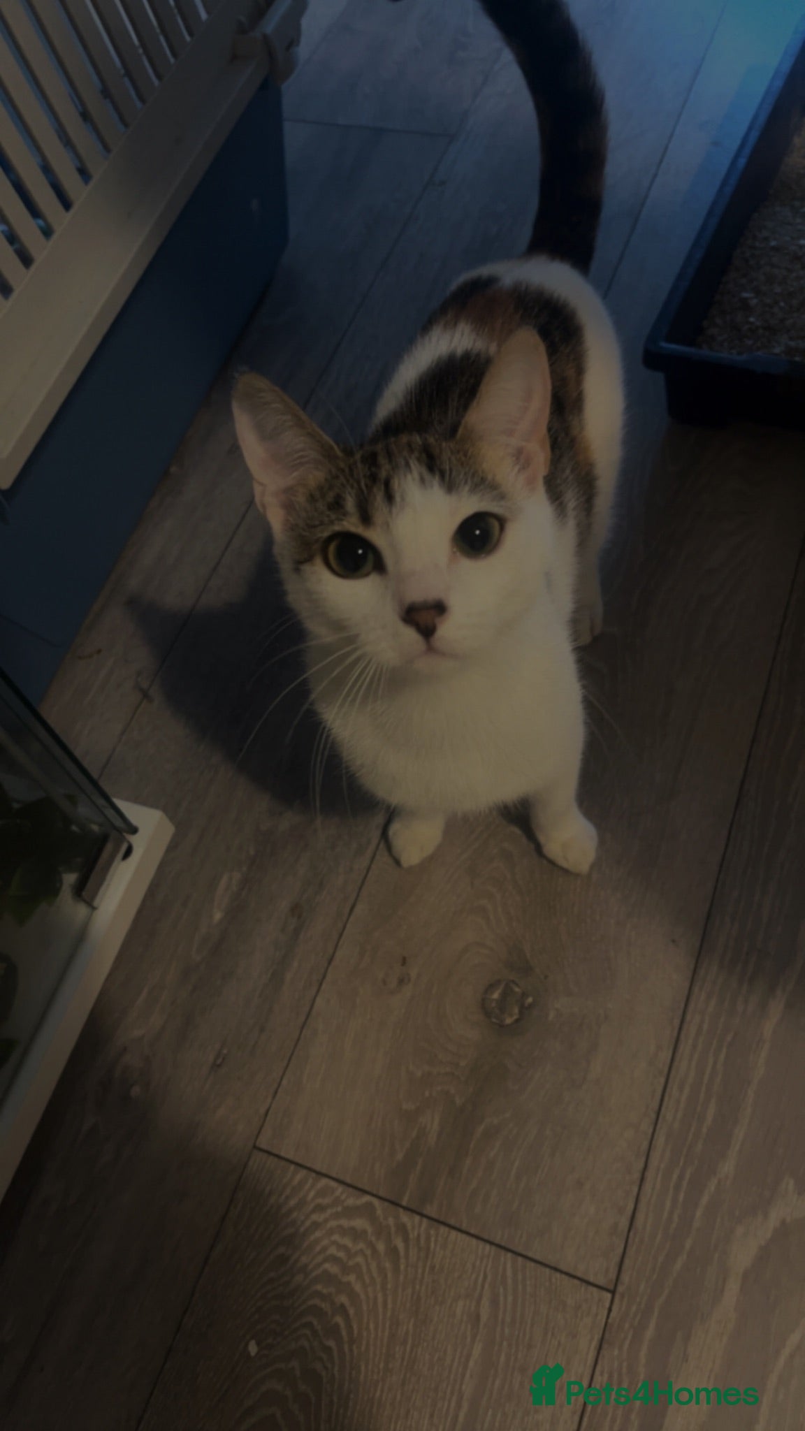 Mixed Breed cats selling 5 female kittens & mother - Advert 2