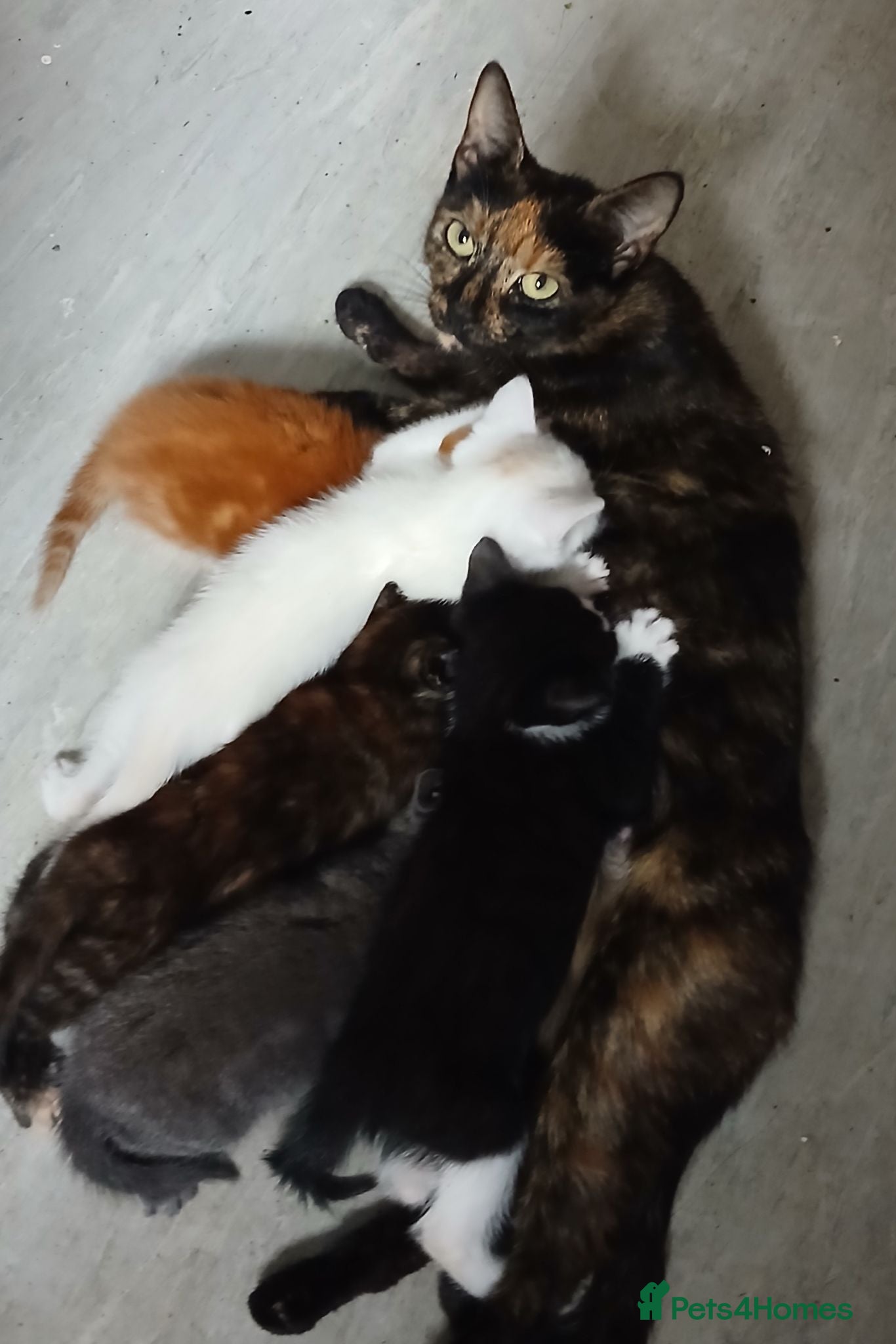 Mixed Breed cats 5 kittens available  - Advert 12