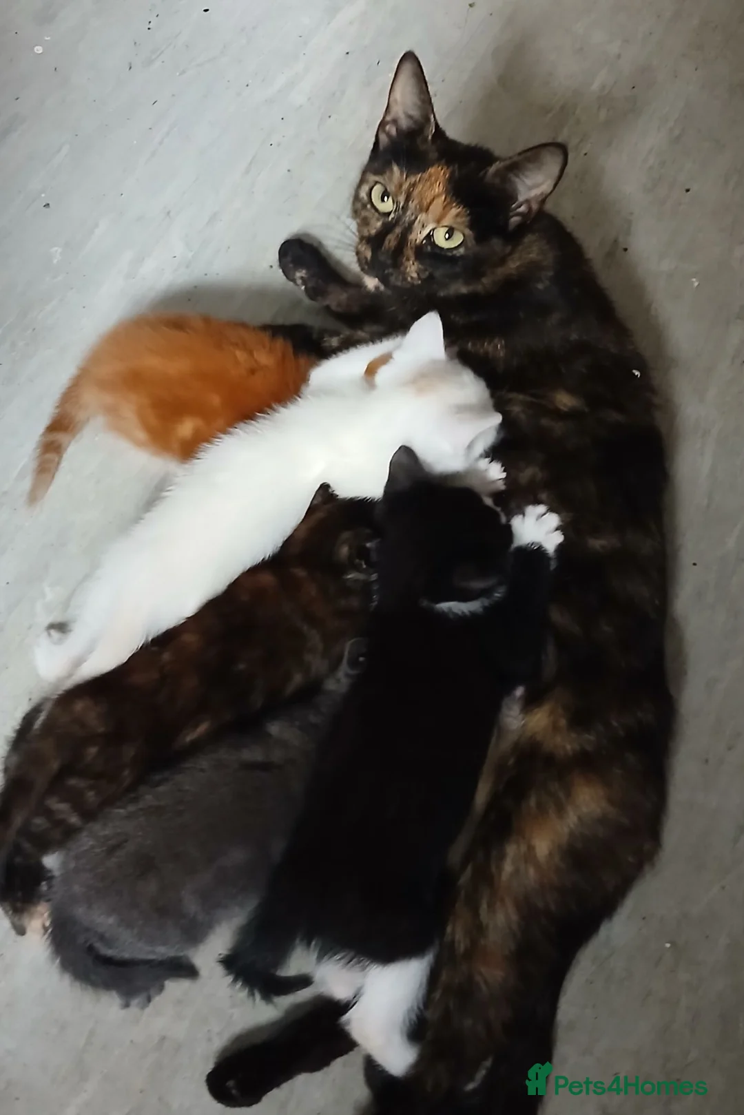 Mixed Breed cats for sale: 5 kittens available  - Advert 1