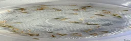Axolotl reptiles for sale: Axolotl babies  - Advert 1