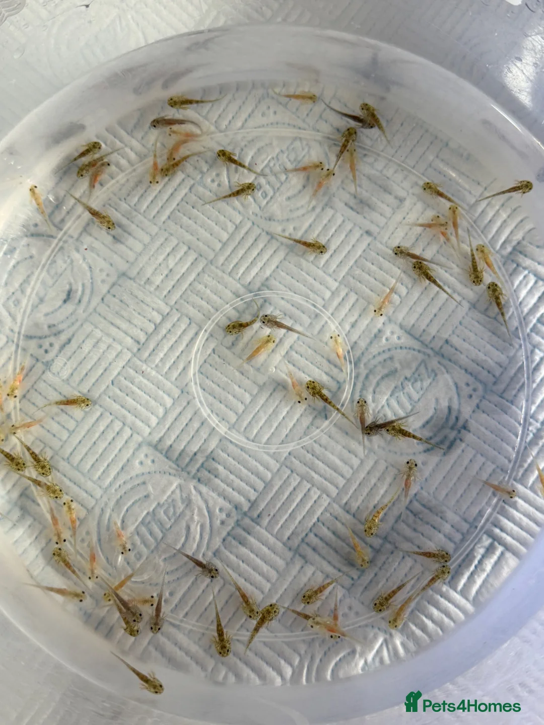 Axolotl reptiles for sale: Axolotl babies  - Advert 1