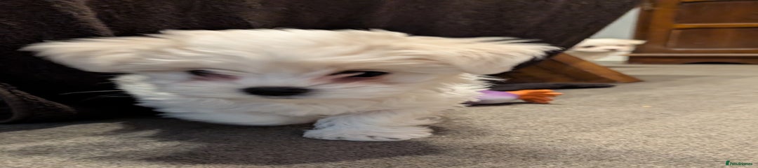 Maltese Puppy 2