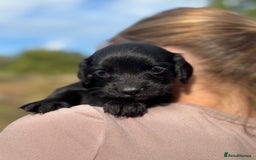 Sprocker dogs for sale: Sprocker Puppies - Image 2