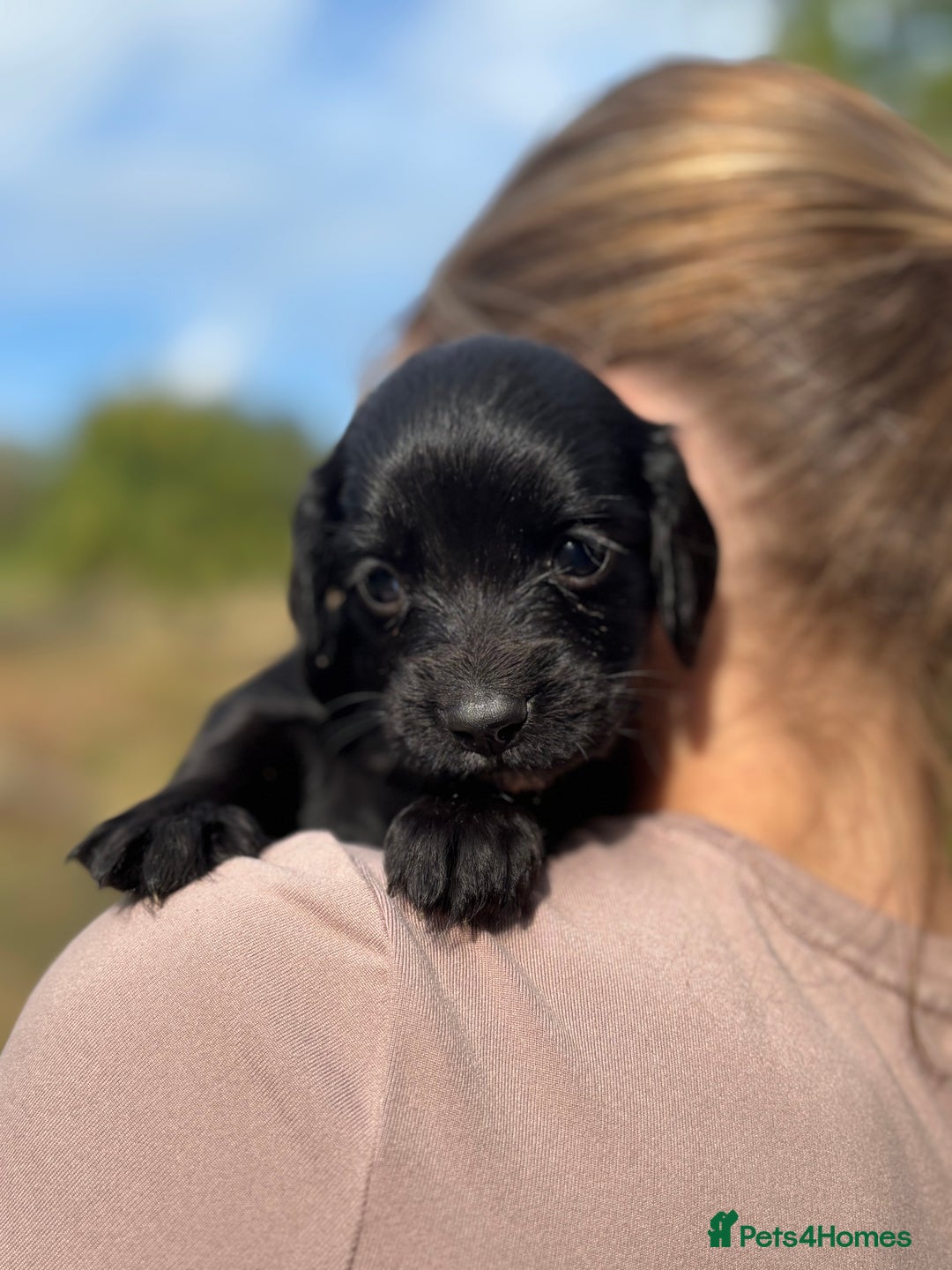 Sprocker dogs for sale: Sprocker Puppies - Image 2