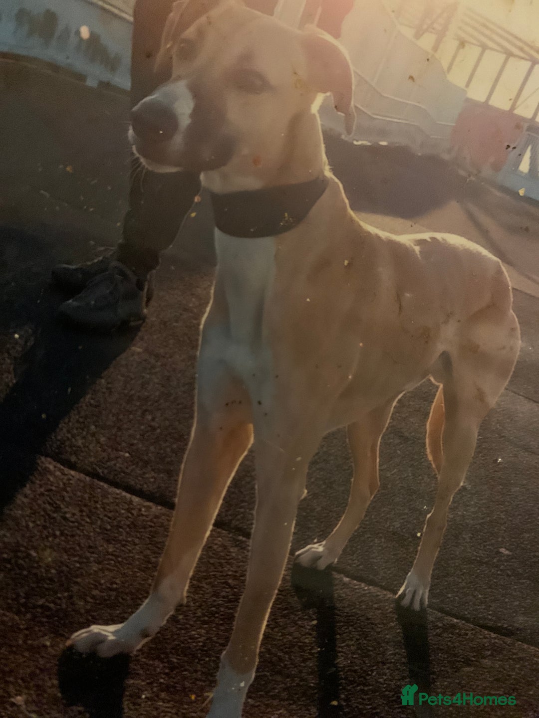 Mixed Breed dogs for sale: Merle Saluki Bull Collie Greyhound - Advert 6