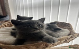 British Shorthair cats for sale: British shorthair hair kittens  - Image 3