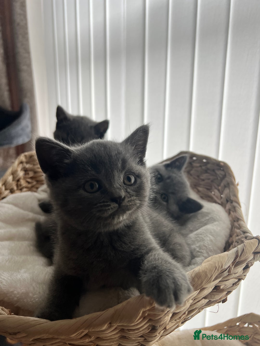 British Shorthair cats for sale: British shorthair hair kittens  - Image 3