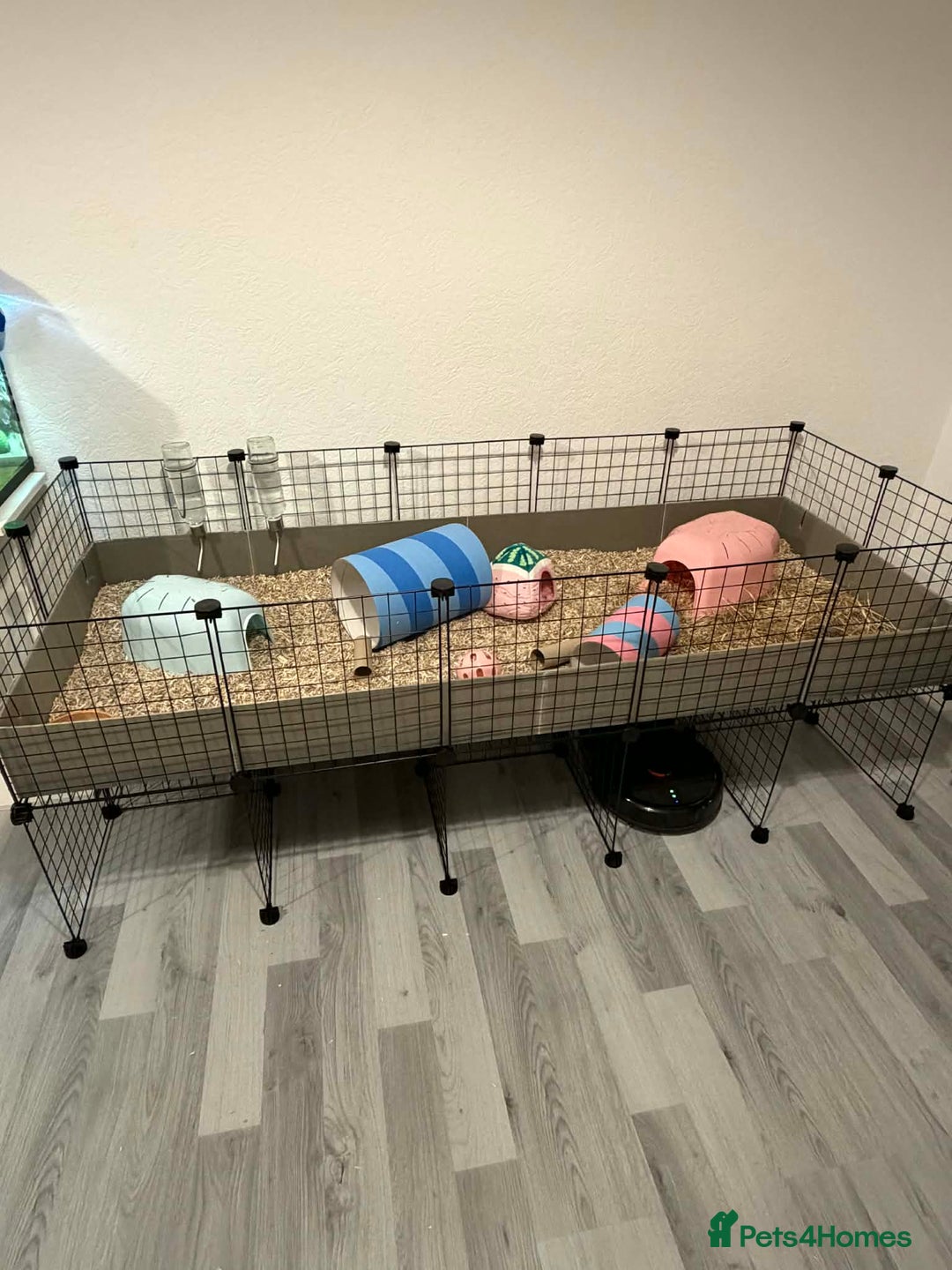 Guinea Pig rodents for sale: 2 young female guinea pigs with large c n c cage - Advert 2