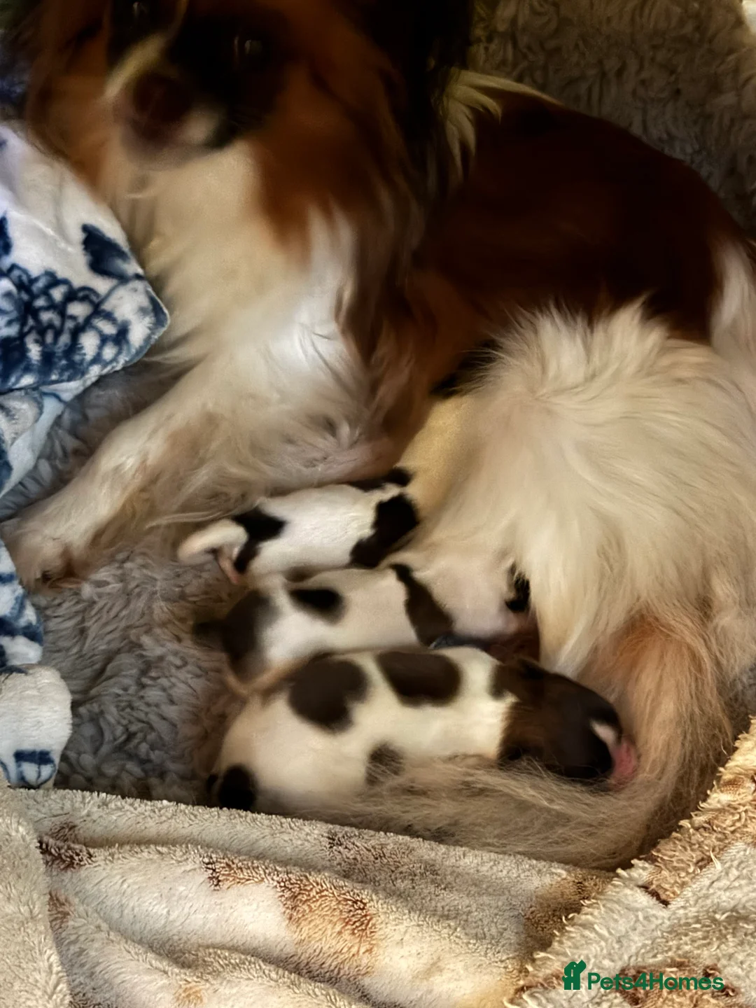 Papillon dogs for sale: Papillon puppies for sale in Watford - Advert 6