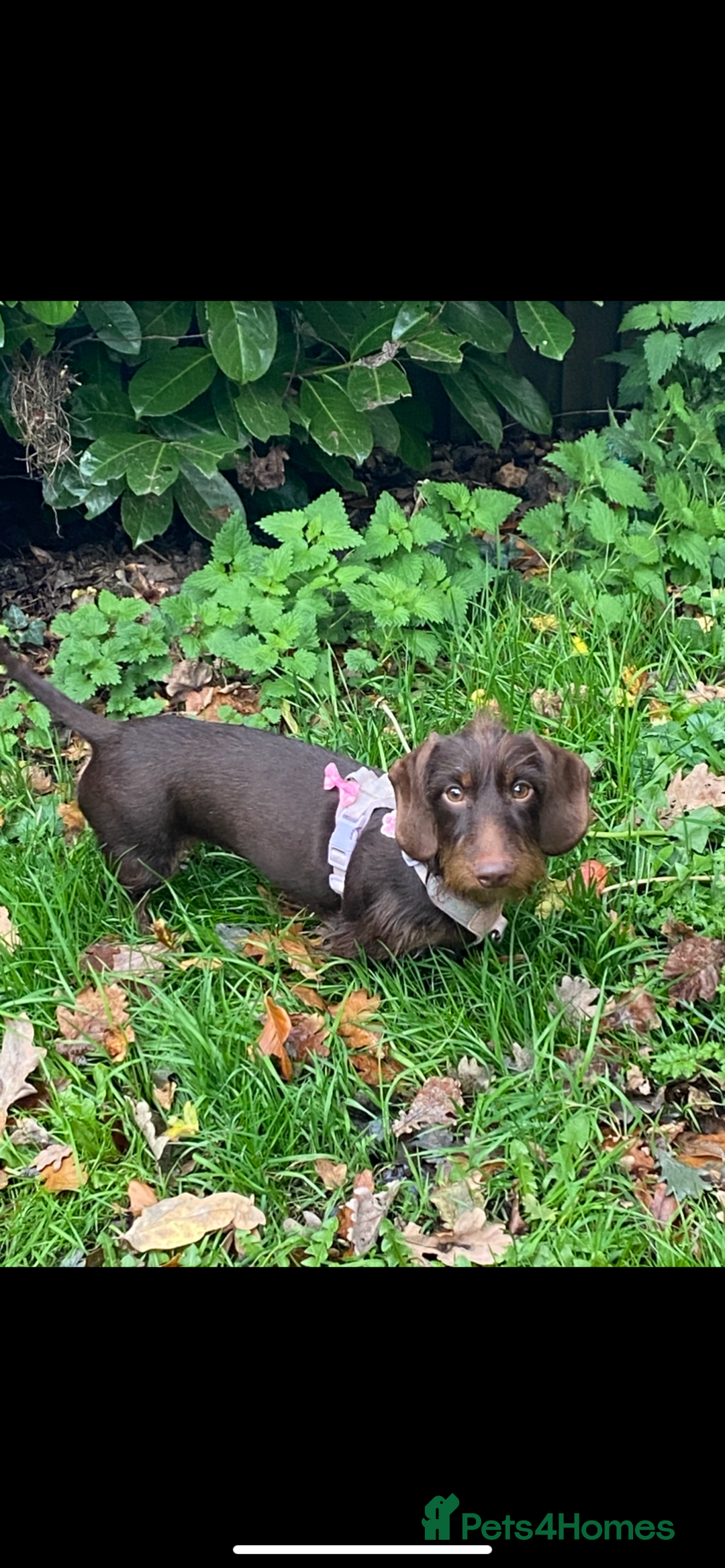 Miniature Dachshund dogs for sale: ❤️Longhair and wirehair sausages❤️ - Advert 7