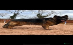 German Shepherd dogs for sale: KC REG GSD PUPPIES FULLY SCORED AND TESTED PARENTS - Image 3