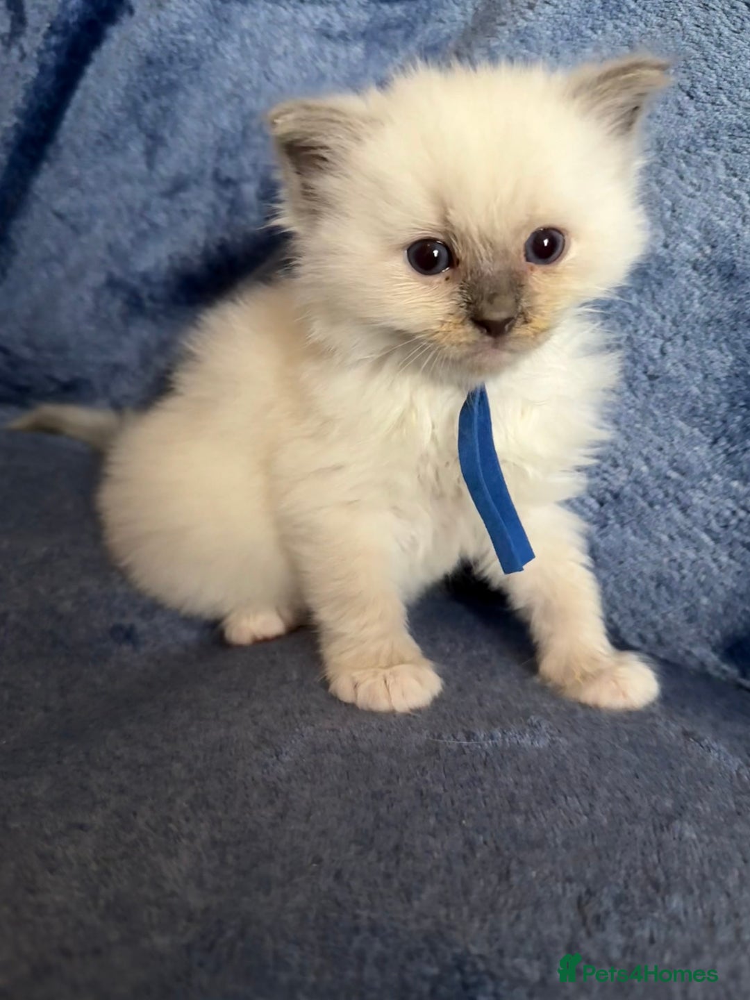 Ragdoll cats for sale: 6 Beautiful Ragdolls - Image 13