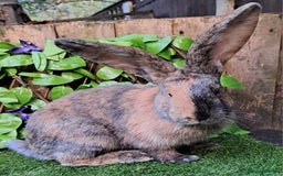 Continental Giant rabbits for sale: Super Stars Stud Service - Beautiful Proven Boys  - Advert 1