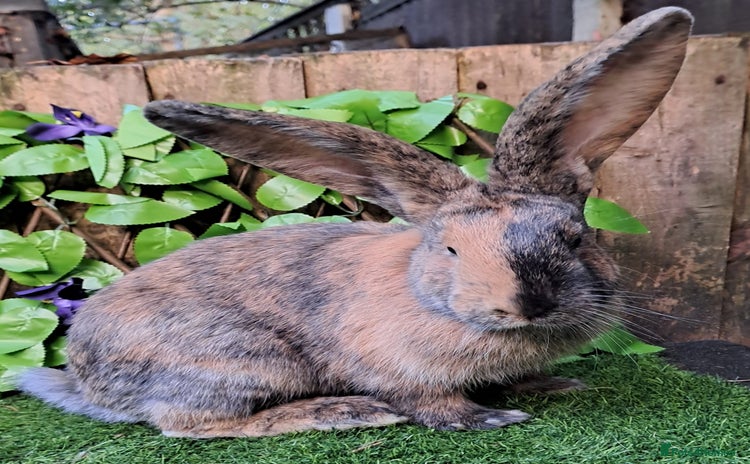 Continental Giant rabbits - Advert 3