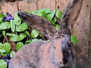 Continental Giant rabbits - Advert 15