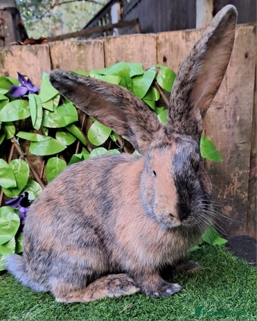 Continental Giant rabbits - Advert 3