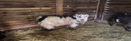 Goats livestock for sale: Registered pigmy Billy - Advert 2