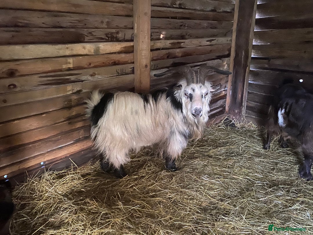 Goats livestock for sale: Registered pigmy Billy - Advert 2