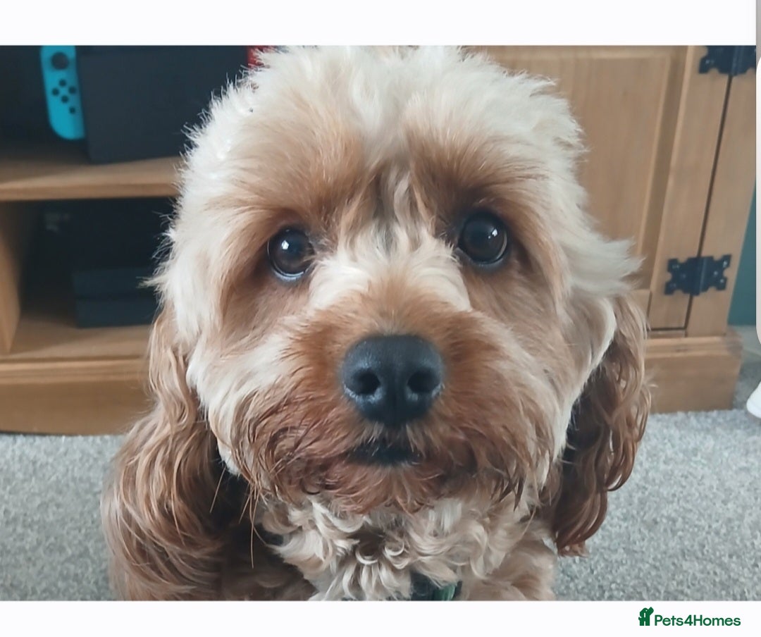 Cavapoo dogs Rupert - Advert 16