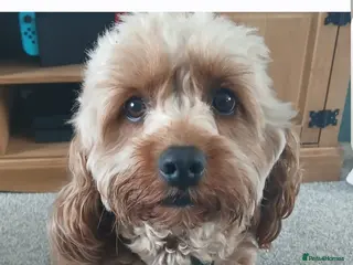 Cavapoo dogs Rupert - Advert 3