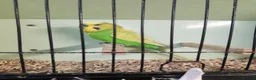 Budgerigars birds for sale: Budgies available now 🐦🐦‍⬛🦜🦚 - Advert 12