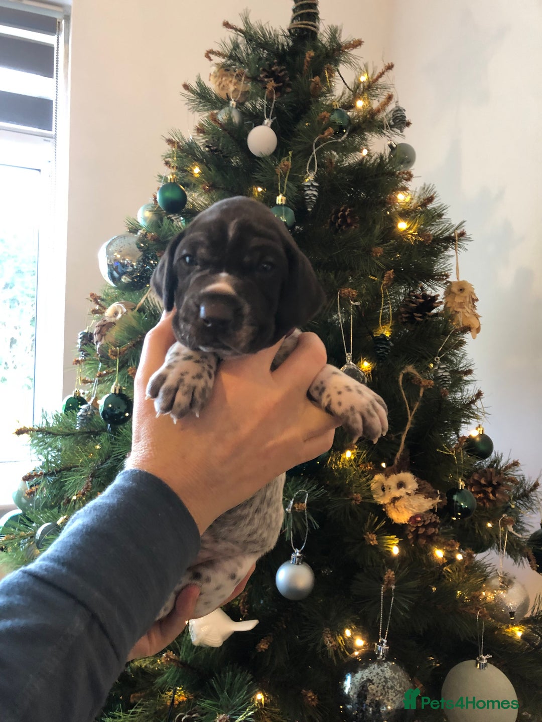 German Shorthaired Pointer dogs for sale: ALL RESERVED  - Advert 26