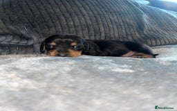 Miniature Dachshund dogs for sale: Black/tan female miniature dachshund  - Image 10